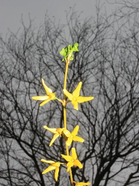 Fruehling   144.jpg